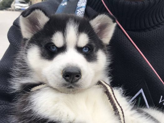 今天带哈士奇看医生了，不小心感冒了，要抱抱。