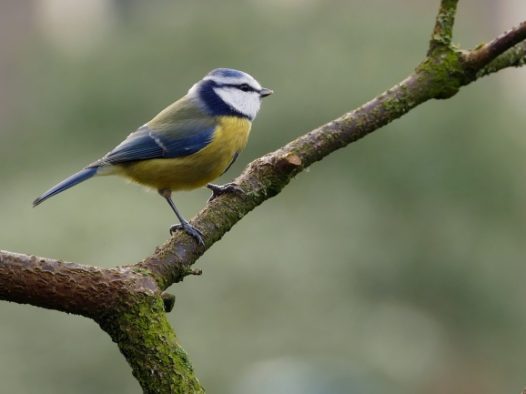 野生小鸟摄影图