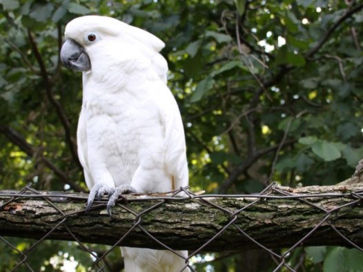 戈芬氏凤头鹦鹉图片