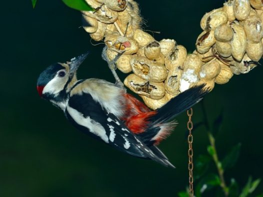 大斑啄木鸟图片