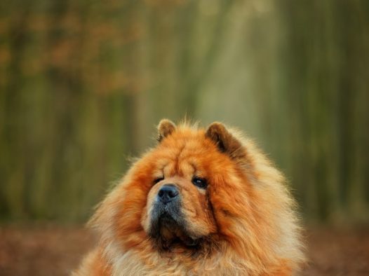 可爱松狮犬狗狗图片