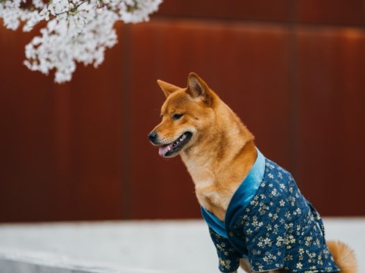 秋田犬狗狗图片