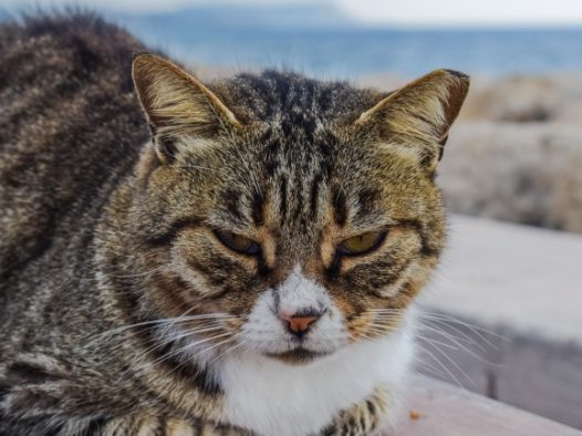 没睡醒的短毛猫图片
