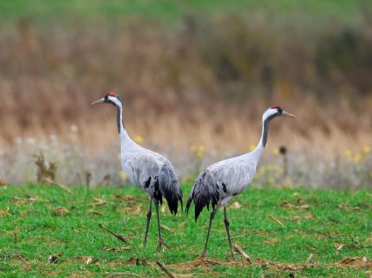 两只灰色白头鹤图片
