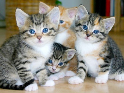 可爱虎斑猫图片