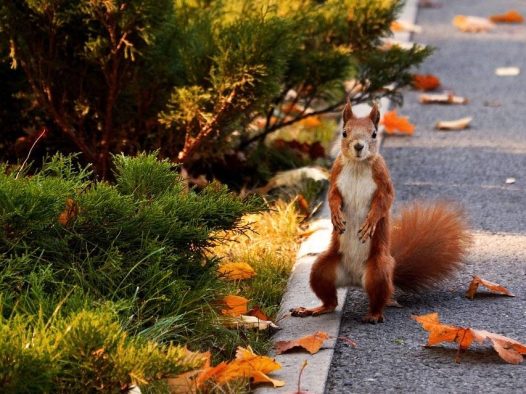 在树林里的松鼠