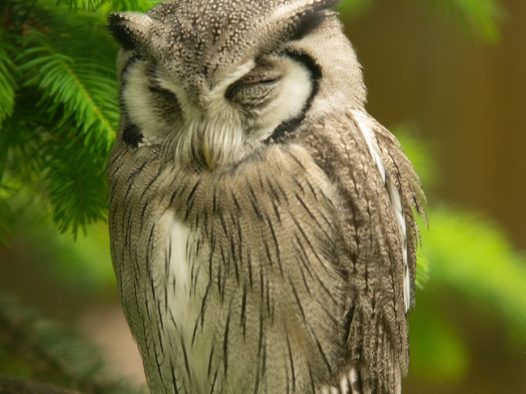 站在树枝上打瞌睡的大灰猫头鹰图片