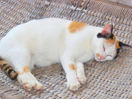 白色小猫睡觉图片