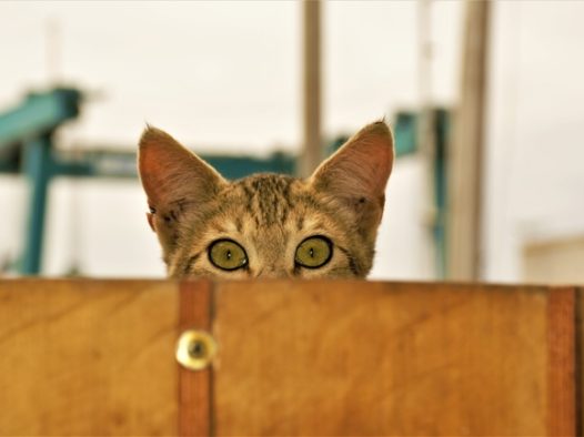 可爱小花猫偷窥图片