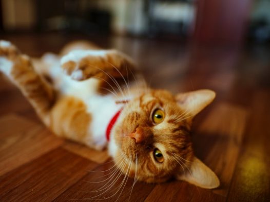 小猫咪在地板上撒娇图片