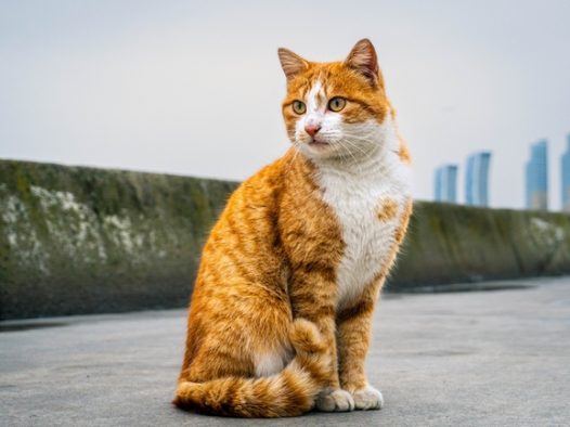 高清可爱小花猫图片