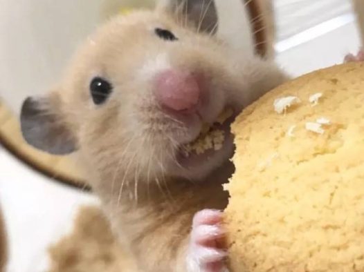 金丝熊是仓鼠表情大全