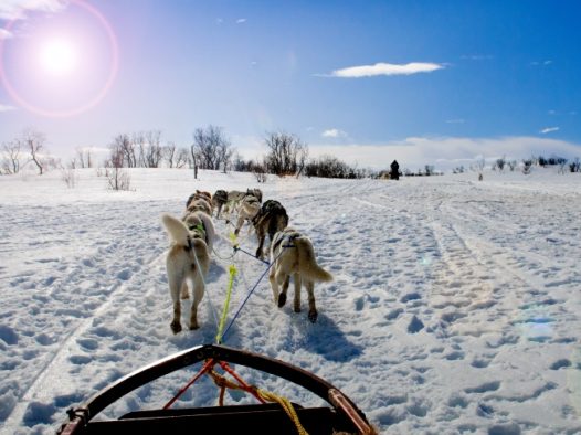 冬季雪橇犬图片
