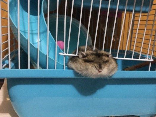 一直靠卖萌取胜的仓鼠,