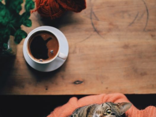 棕色虎斑猫撒娇图片