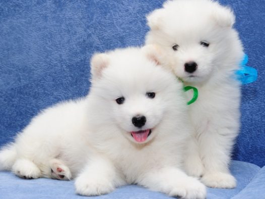 超萌萨摩耶幼犬图片