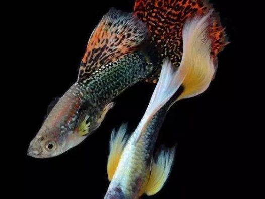 七彩孔雀鱼,美到惊艳!