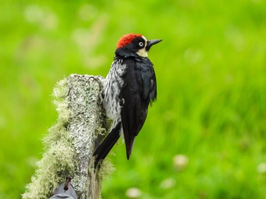 白腹黑啄木鸟图片