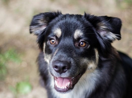 黑色中华田园犬图片