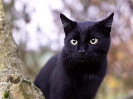 小黑猫摄影素材图片