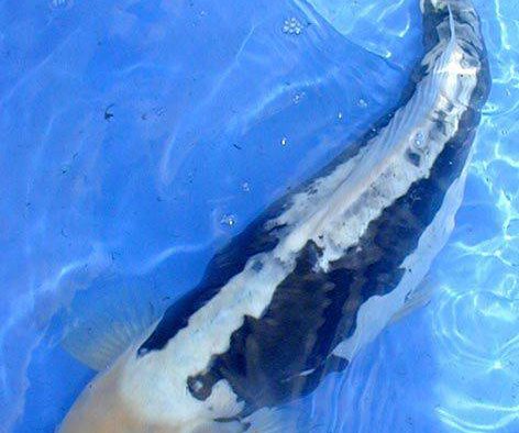 九纹龙锦鲤图片