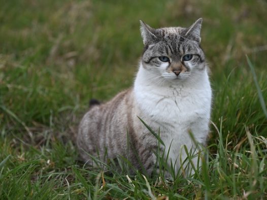 草丛欧洲肥猫图片