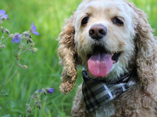 夏天草地美国可卡犬摄影图片