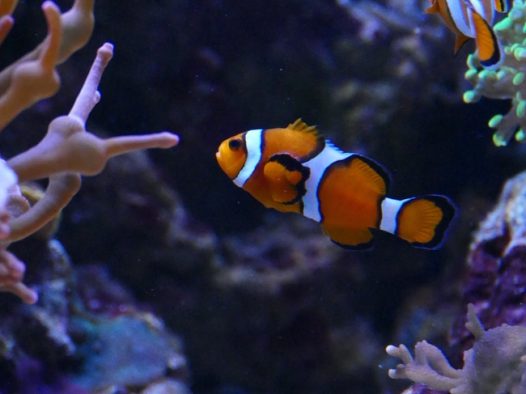 海底珊瑚礁石海草小丑鱼图片