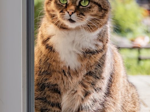 肥胖呆萌欧洲短毛猫摄影图片