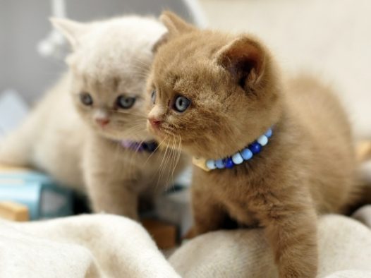 英国短毛猫可爱图片