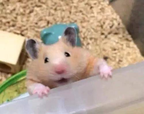 仓鼠逃脱记！ 逃跑失败的表情未免也太可爱了吧