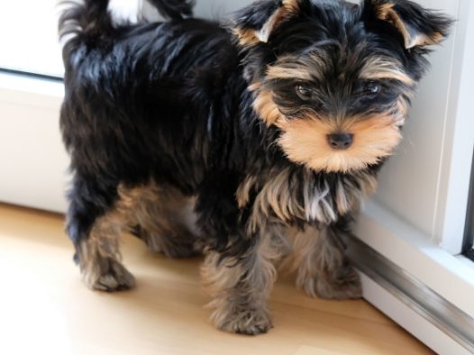 约克夏宠物犬图片