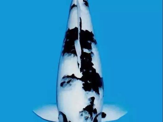 其实白写是锦鲤品种中最具中国传统山水画韵味的一种，水墨的精髓在于若行云流水；若隐若现，若断若续，有和无相互映衬，表现出来浓厚的禅趣。