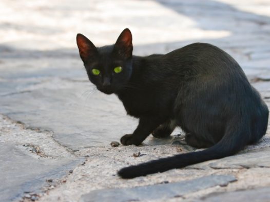 纯黑色家养小猫图片