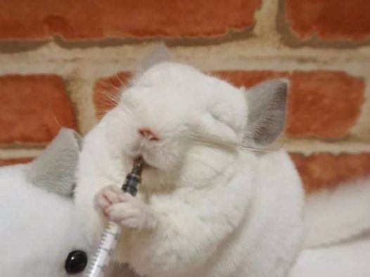 家里的龙猫大佬,平常高冷的不得了,可是一到吃的面前形象算什么能吃吗？