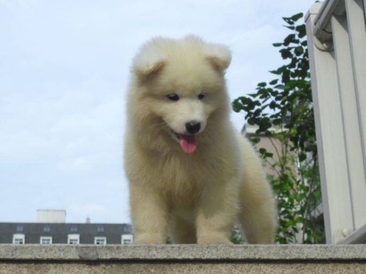 兩個月萨摩耶太萌了