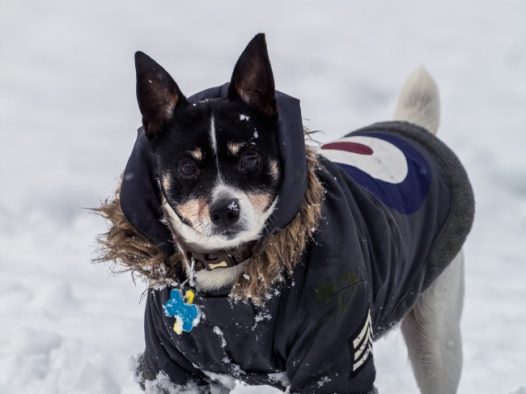 雪地里的柴犬图片