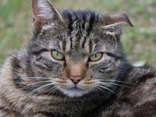 灰色萌猫咪图片