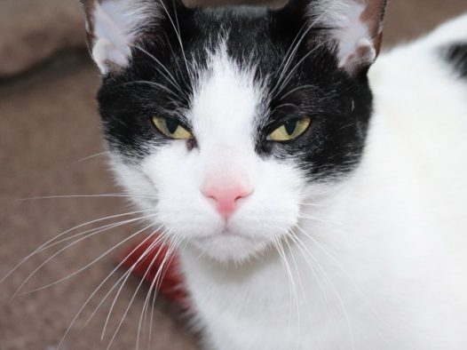 小花猫无精打采图片