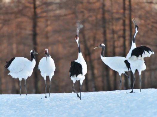 雪地上的白鹤图片