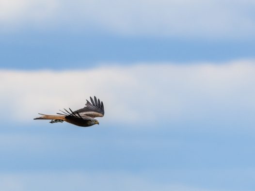 野生黑耳鸢高空飞翔摄影图片