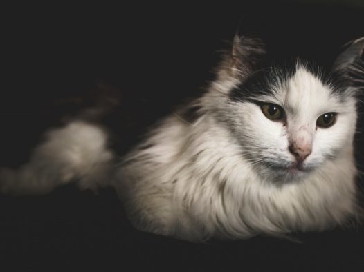 挪威森林长毛猫图片