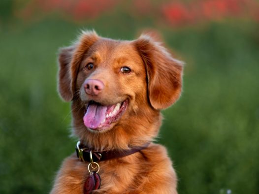 可爱呆萌金毛犬图片