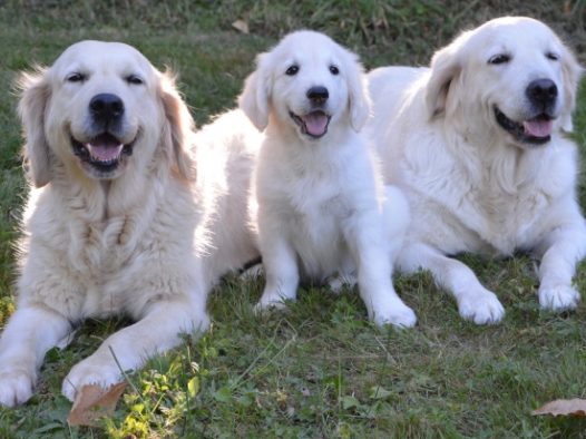 三只金毛猎犬图片