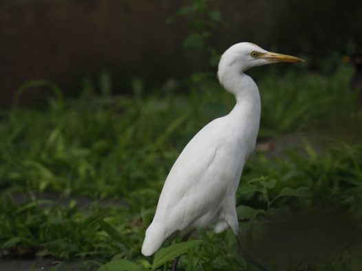 野生黄嘴白鹭摄影图片
