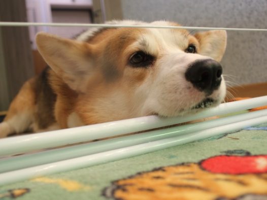 可爱小柯基犬图片