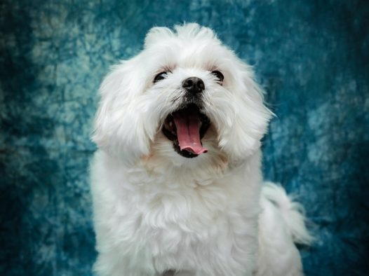 白色野生贵宾犬狗狗摄影图片