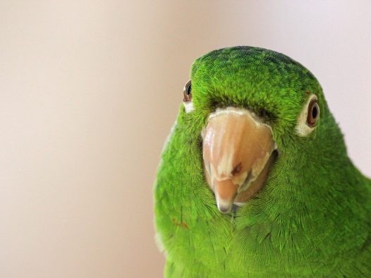 绿色鹦鹉头部特写图片