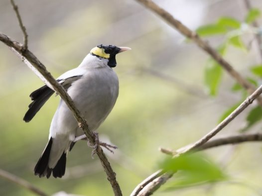 站在树枝上的黑头蜡嘴雀图片