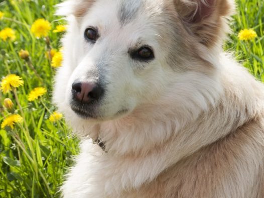 可爱西伯利亚犬宠物写真